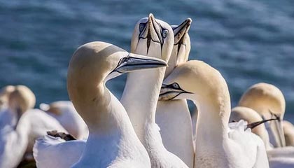 国产OOOOXXXX天美，国产t+a