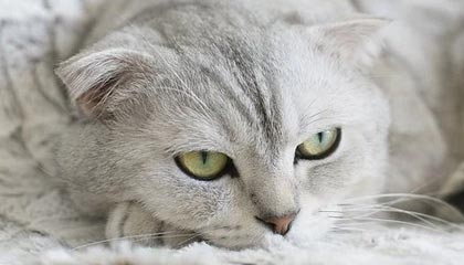 学校可插可脱身服全去掉的游戏